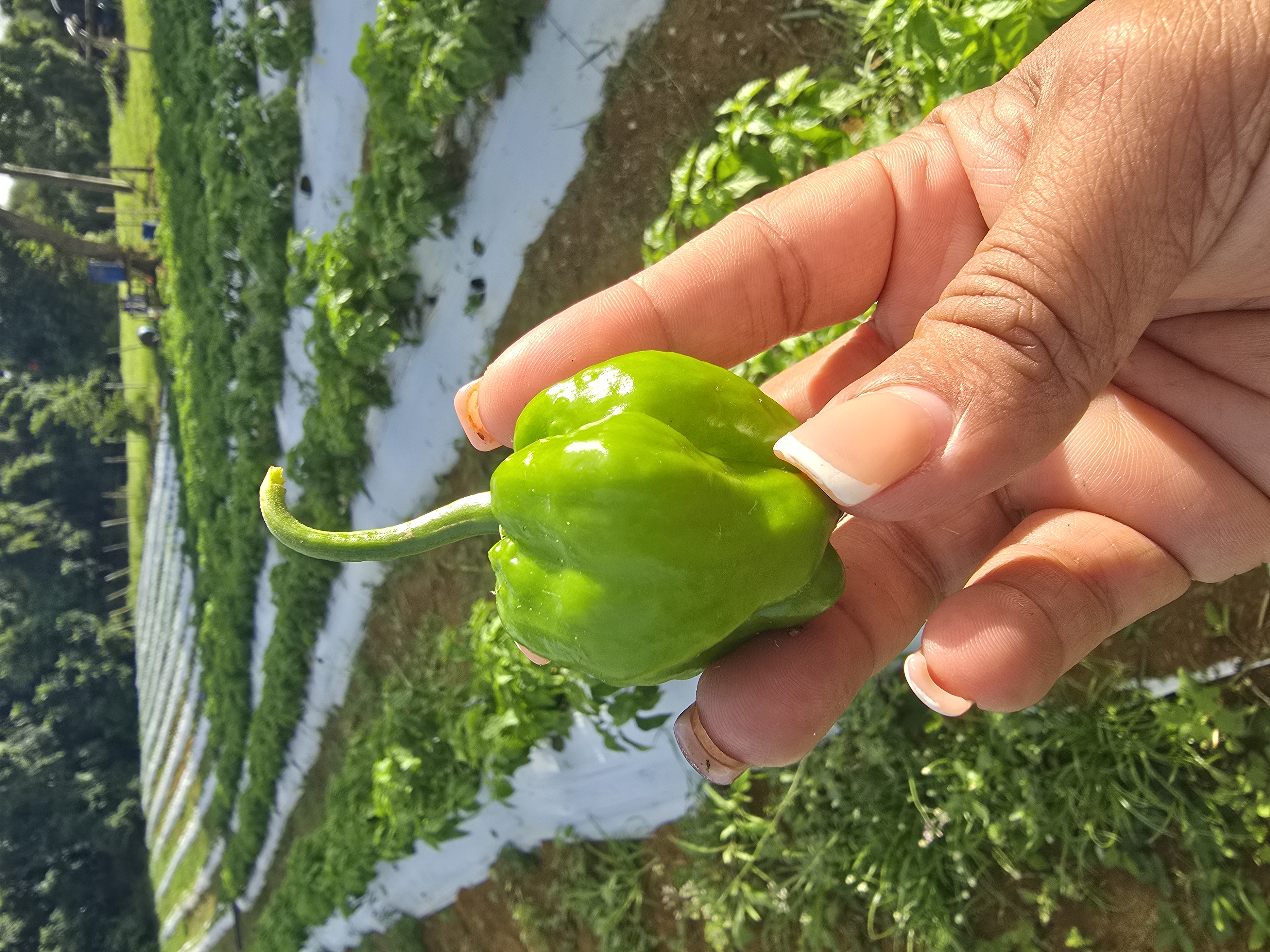 Fresh Scotch Bonnet peppers held in hand at an AgriPro&trade; harvest